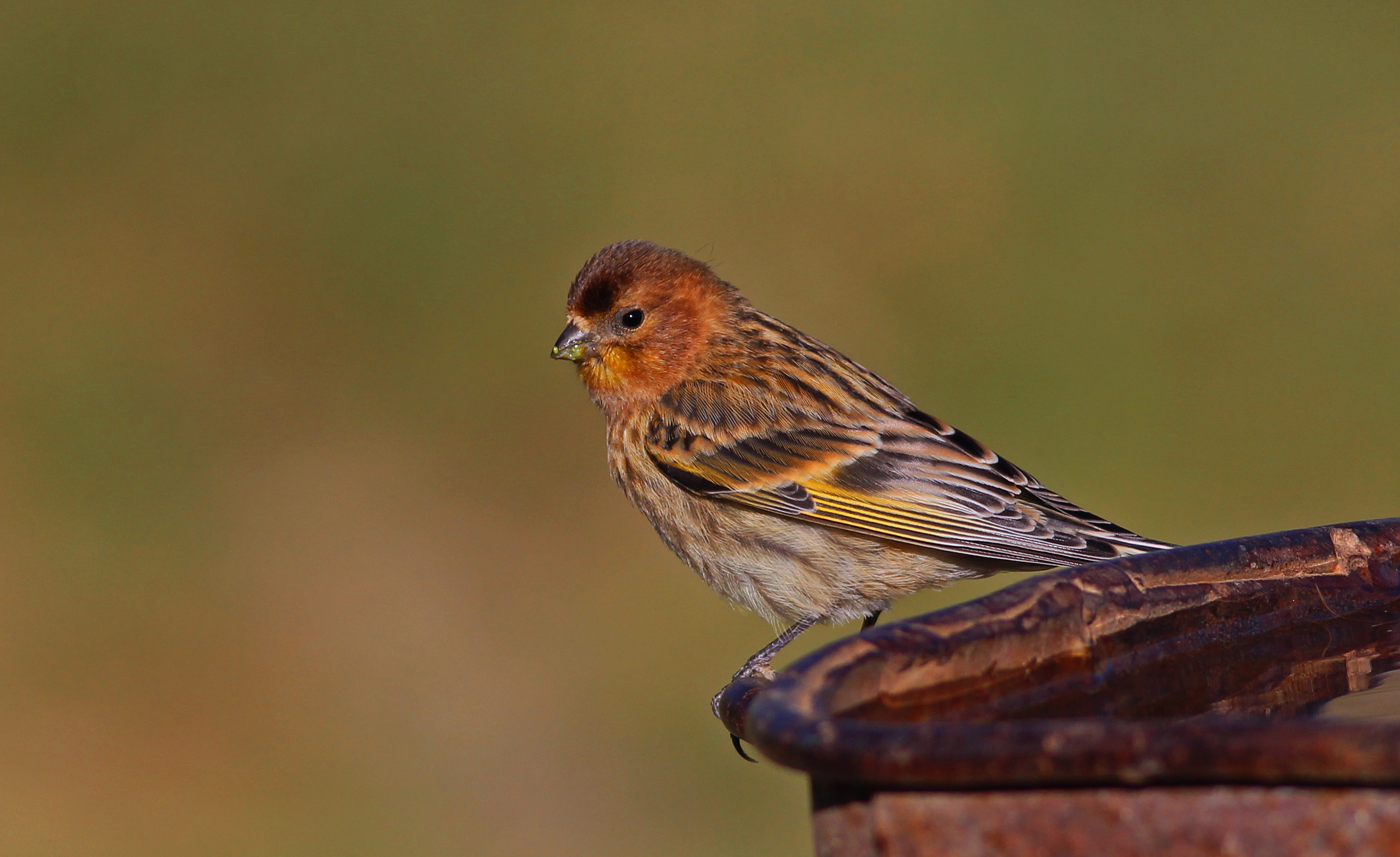 Fire-fronted Serin